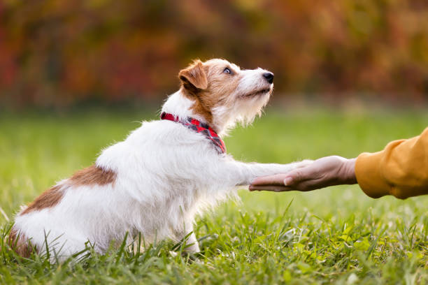 Pet sitter com cão